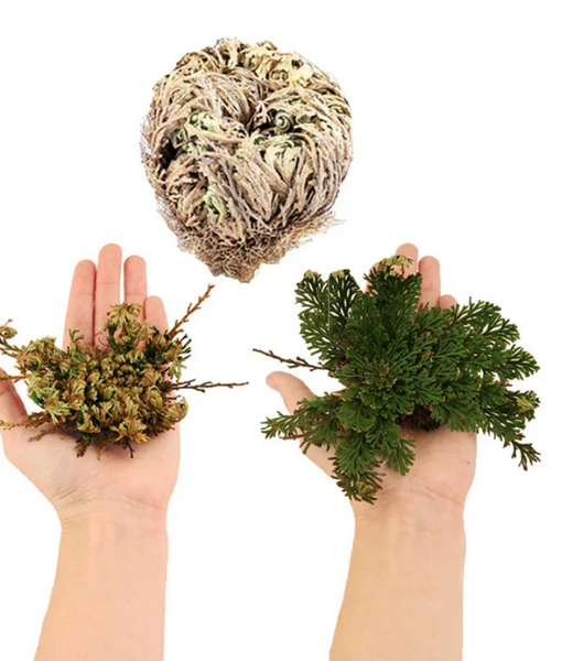 Rose of Jericho Plant